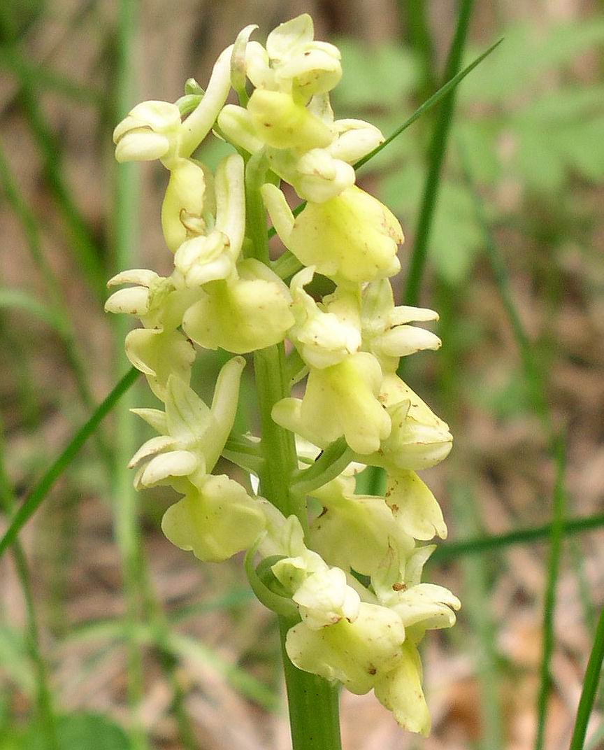 Orchis morio, Orchis pallens, Orchis simia, Orchis provincia